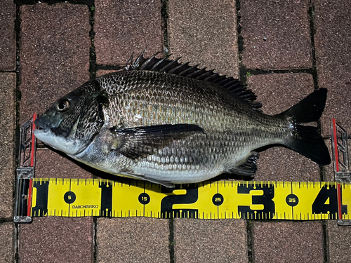 クロダイの釣果