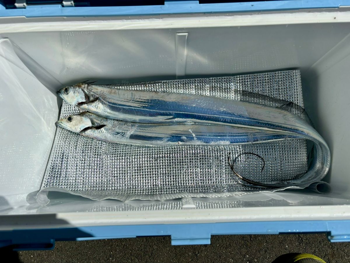 運任せアングラーさんの釣果 3枚目の画像