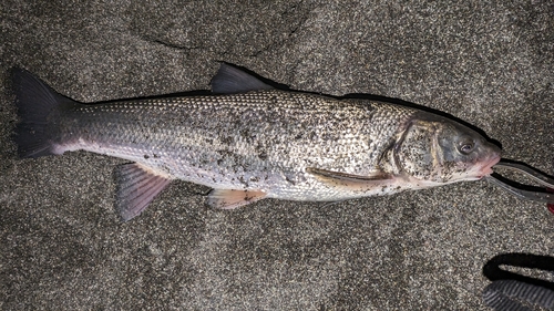 マルタウグイの釣果