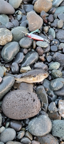 クサフグの釣果