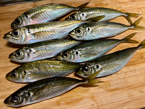 アジの釣果