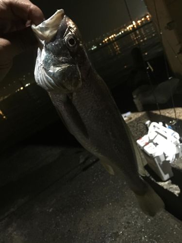 イシモチの釣果