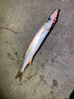 カマスの釣果