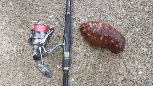 ナマコの釣果