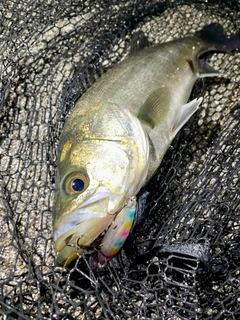 フッコ（マルスズキ）の釣果