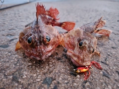 ガシラの釣果