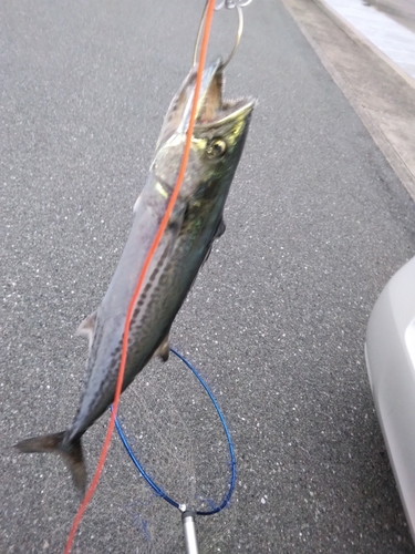 サゴシの釣果