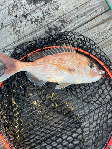 マダイの釣果