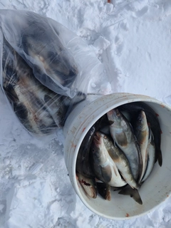 ホッケの釣果