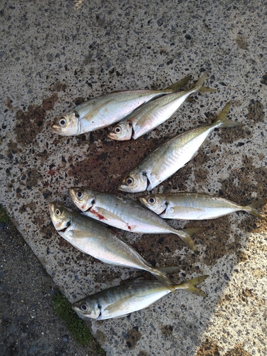 アジの釣果