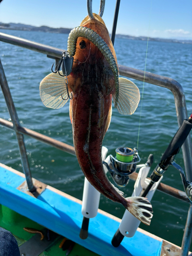 マゴチの釣果