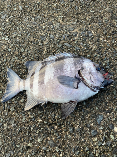 イシダイの釣果