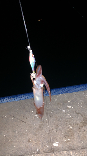 マメイカの釣果