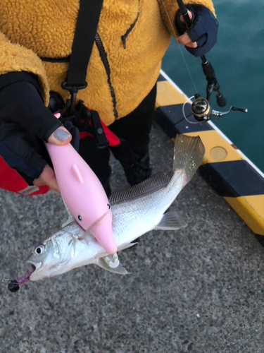 イシモチの釣果