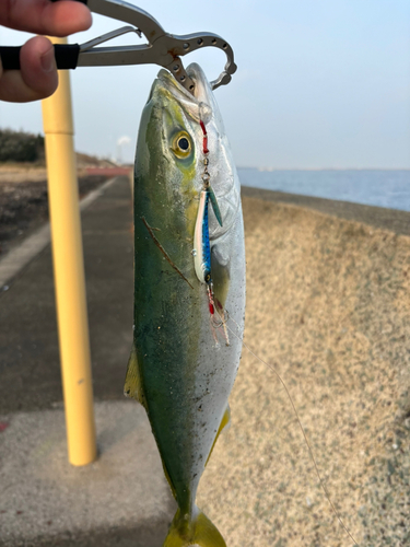 マルスズキの釣果