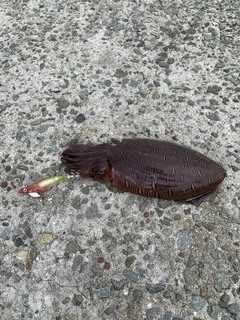 モンゴウイカの釣果