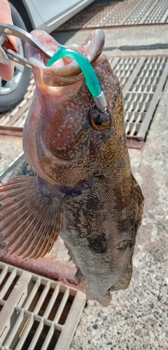 アイナメの釣果