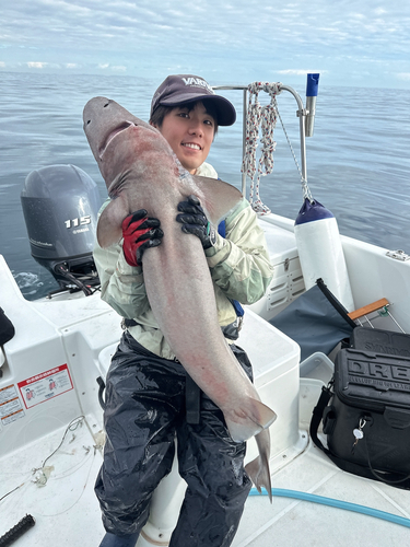 モミジザメの釣果