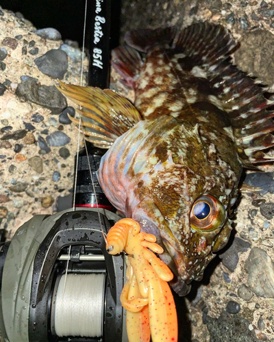 カサゴの釣果