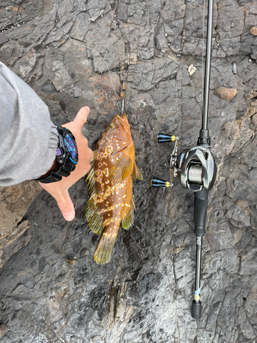 アコウの釣果