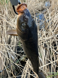 コイの釣果