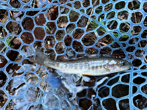 イワナの釣果