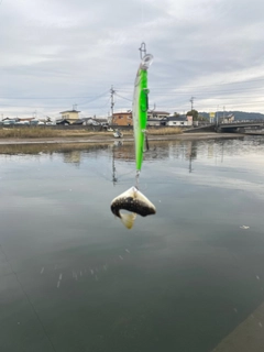 クサフグの釣果