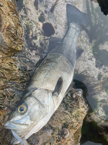 ヒラスズキの釣果