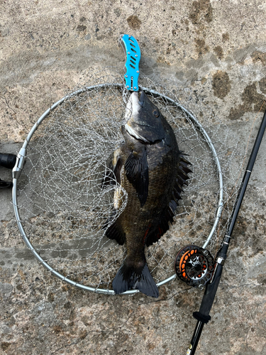 チヌの釣果