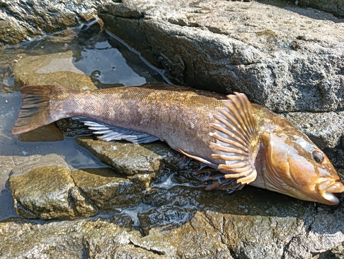 アイナメの釣果