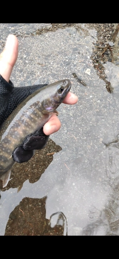 イワナの釣果