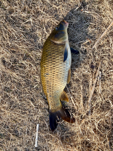 コイの釣果