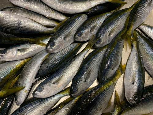 タカベの釣果