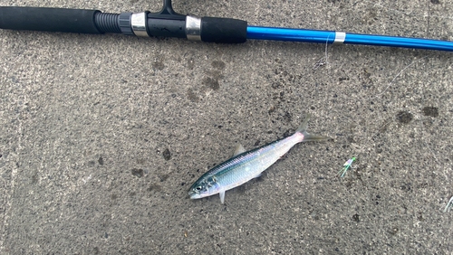 カタボシイワシの釣果