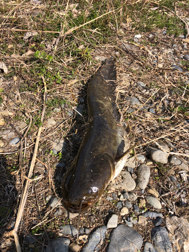 ナマズの釣果