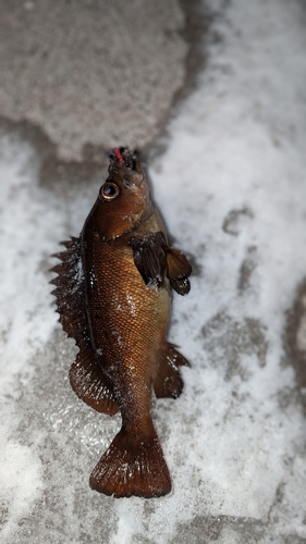 ガヤの釣果