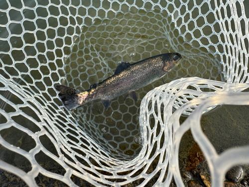 ニジマスの釣果