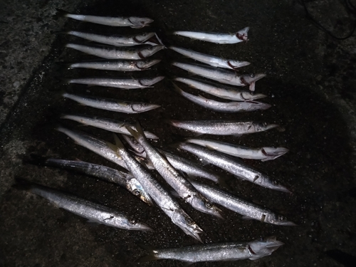 カマスの釣果