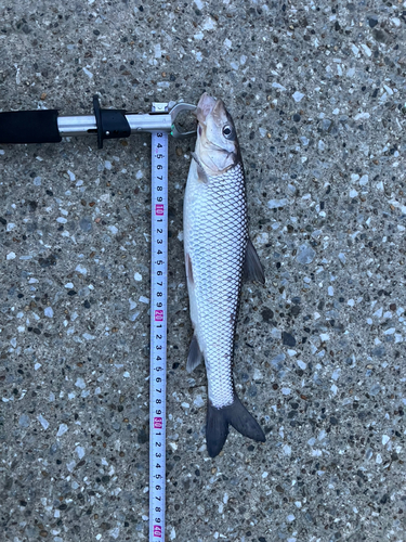 ニゴイの釣果