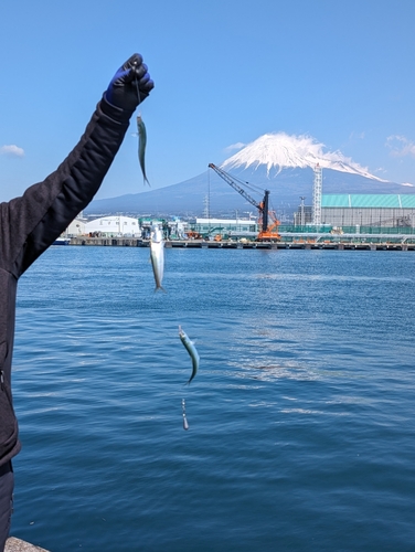 カタボシイワシの釣果