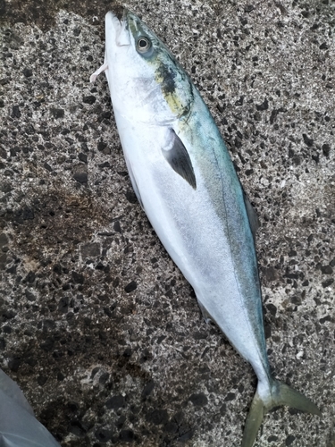 ハマチの釣果