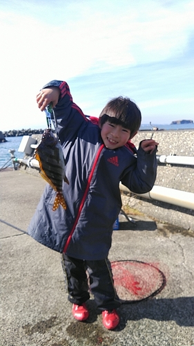 タカノハダイの釣果