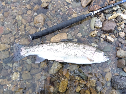 ニジマスの釣果