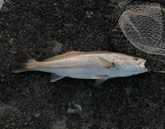 オオニベの釣果