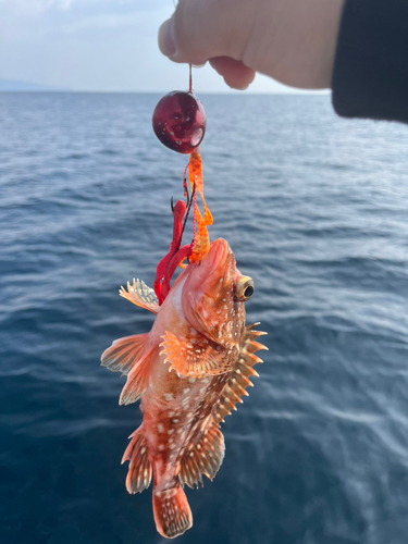 ウッカリカサゴの釣果