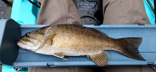 スモールマウスバスの釣果