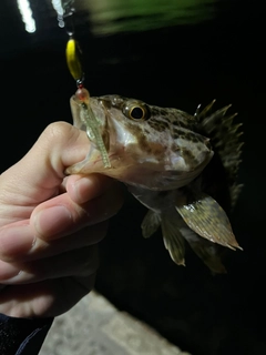 タケノコメバルの釣果