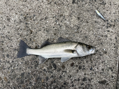 セイゴ（マルスズキ）の釣果