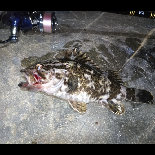 タケノコメバルの釣果