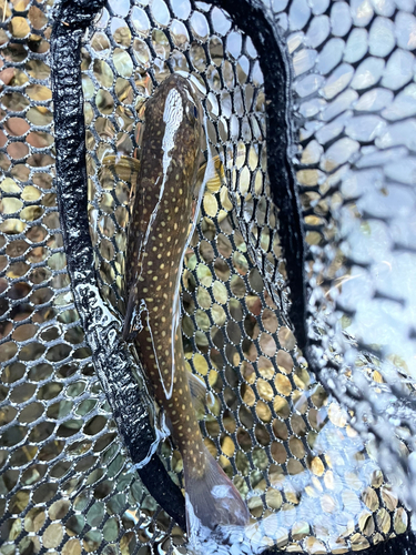 イワナの釣果